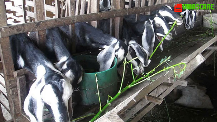 Các yêu cầu về nhà xưởng khi kinh doanh sữa dê như thế nào